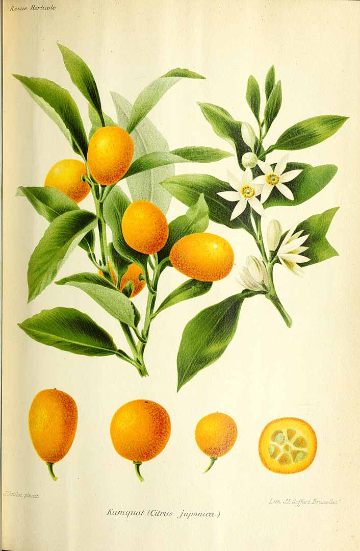 Illustration Fortunella obovata, Par Revue horticole, sér. 4 (1852-1974) Rev. Hort. (Paris), ser. 4, via plantillustrations 