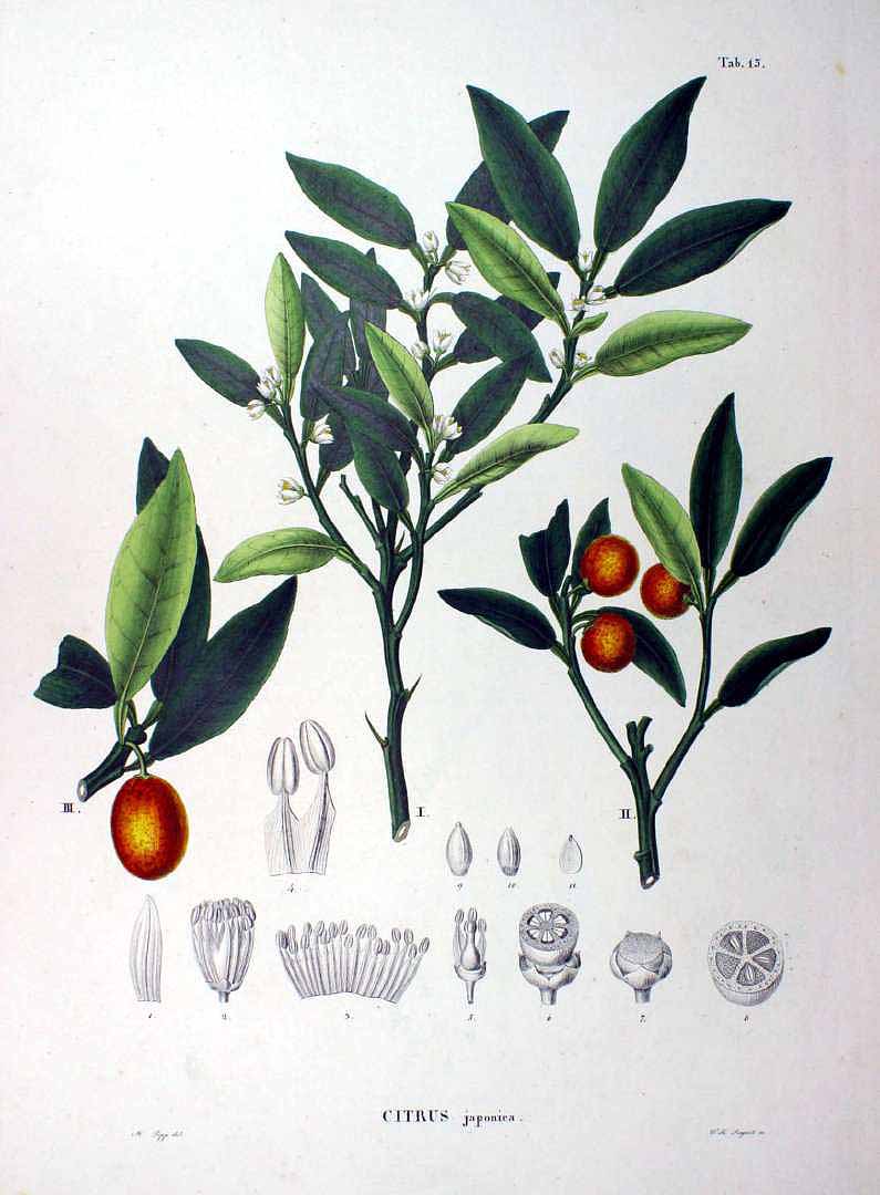 Illustration Fortunella japonica, Par Siebold P.F. de, Zuccarini J.G. (Flora Japonica, t. 15, 1875), via plantillustrations 