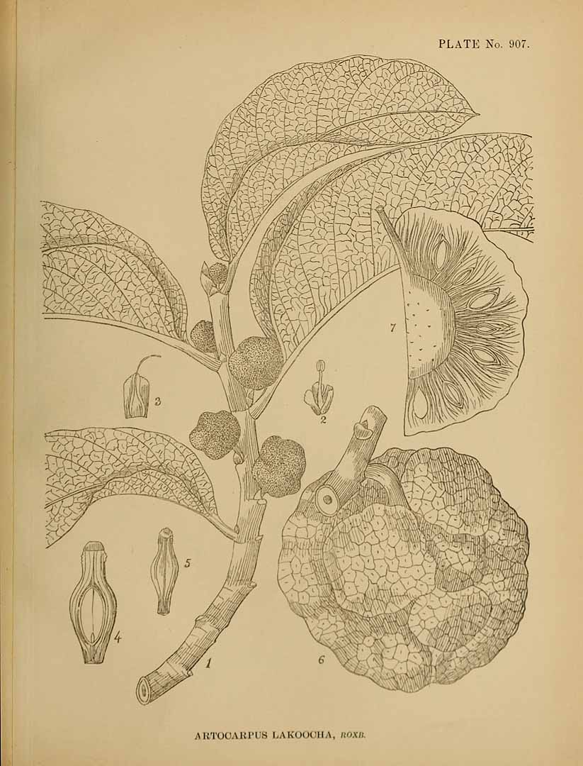 Illustration Artocarpus lacucha, Par Kirtikar, K.R., Basu, B.D., Indian medicinal plants, Plates (1918) Ind. Med. Pl., Plates vol. 5 (1918), via plantillustrations 