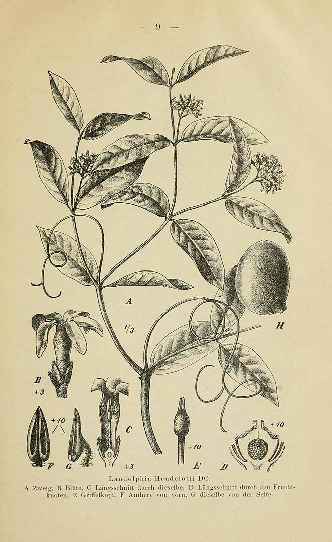 Illustration Landolphia heudelotii, Par Schlec