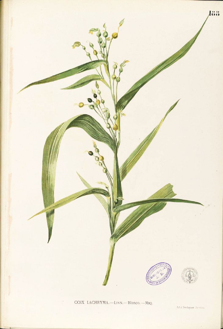 Illustration Coix lacryma-jobi, Par Blanco M. (Flora de Filipinas, t. 188, 1875), via plantillustrations 