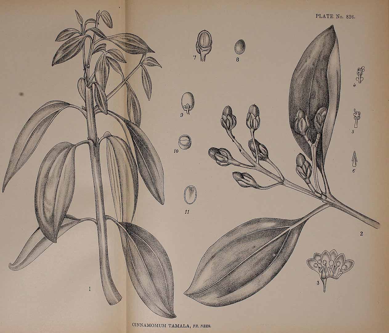 Illustration Cinnamomum tamala, Par Indian medicinal plants (vol. 5: t. 826), via plantillustrations 