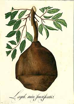 Illustration Lecythis minor, Par Mutis, J.C., Drawings of the Royal Botanical Expedition to the new Kingdom of Granada (1783-1816) Draw. Roy. Bot. Exped. Granada (1783) t. 2684, via plantillustrations 