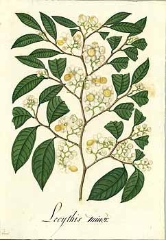 Illustration Lecythis minor, Par Mutis, J.C., Drawings of the Royal Botanical Expedition to the new Kingdom of Granada (1783-1816) Draw. Roy. Bot. Exped. Granada (1783) t. 2683, via plantillustrations 