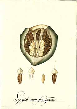 Illustration Lecythis minor, Par Mutis, J.C., Drawings of the Royal Botanical Expedition to the new Kingdom of Granada (1783-1816) Draw. Roy. Bot. Exped. Granada (1783) t. 2685, via plantillustrations 