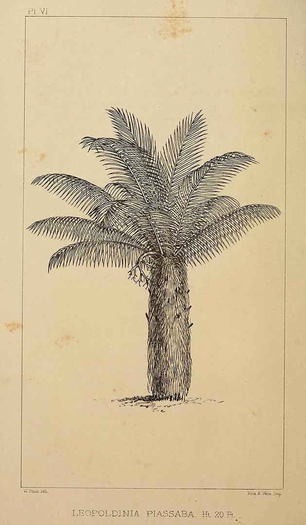 Illustration Leopoldinia piassaba, Par Wallace, A.R., Palm trees of the Amazon and their uses (1853) Palm Trees Amazon t. 6	p. 17 , via plantillustrations 