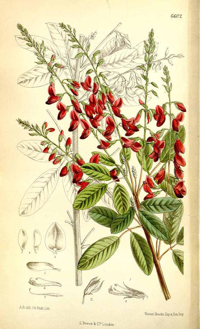Illustration Lespedeza bicolor, Par Curtis, W., Botanical Magazine (1800-1948) Bot. Mag. vol. 108 (1882) [tt. 6600-6664] t. 6602, via plantillustrations 
