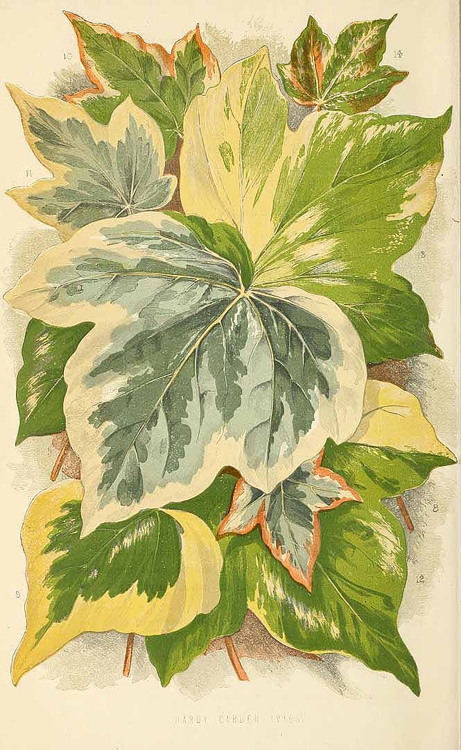 Illustration Hedera helix cv. 'Aureovariegata', Par floral world and garden guide Fl. World, via plantillustrations 