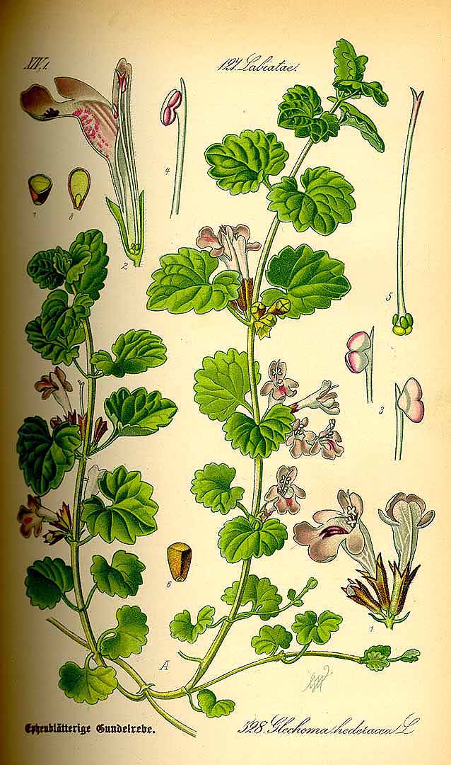 Illustration Glechoma hederacea, Par Thomé O.W. (Flora von Deutschland Österreich und der Schweiz, Tafeln, vol. 4: t. 528, 1885), via plantillustrations 