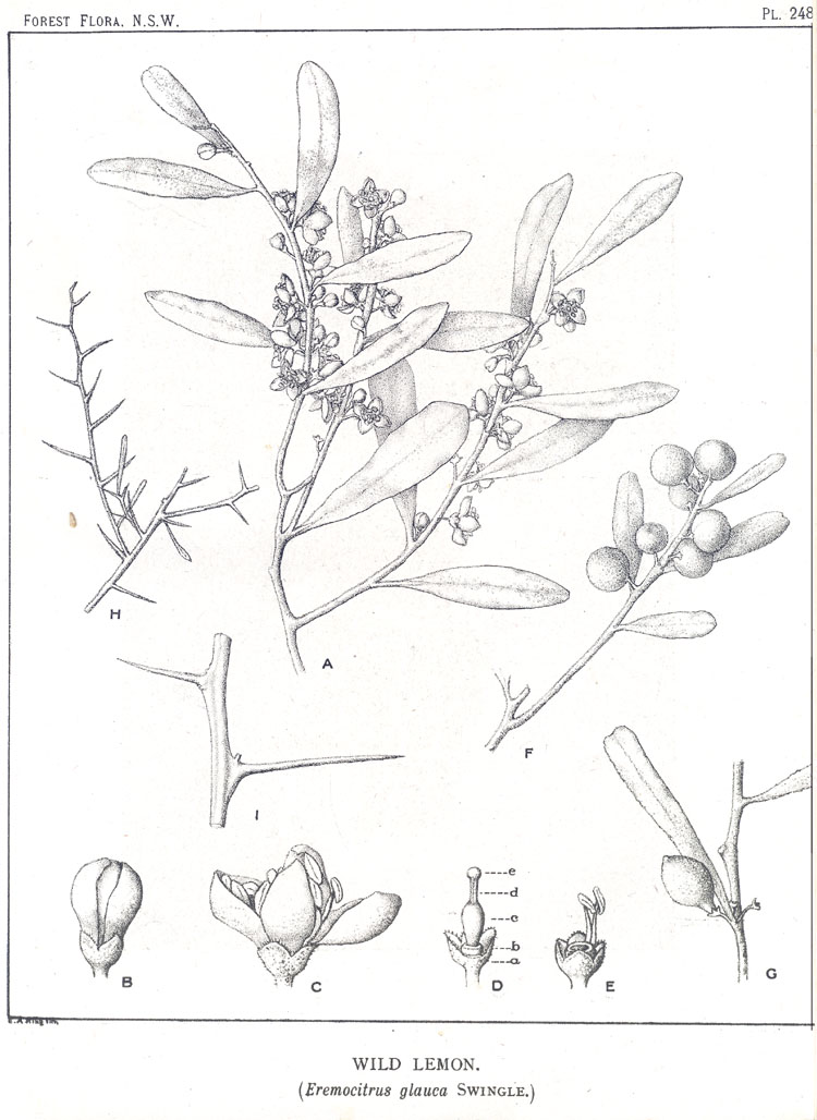 Illustration Eremocitrus glauca, Par Maiden J.H. (Forest Flora of New South Wales, vol. 7: t. 248, 1917-1921) [n.a.], via plantillustrations 