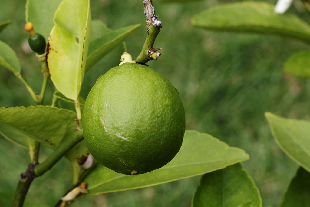 Illustration Citrus latifolia, Par PierreSelim (Travail personnel), via wikimedia 