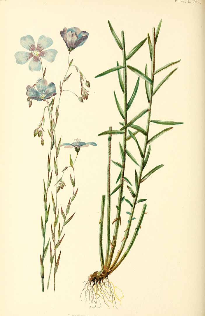 Illustration Linum perenne, Par Meehan, T., native flowers and ferns of the United States (1878-1879) Native Fl. Ferns U.S. vol. 1 t. 30	p. 117, via plantillustrations 
