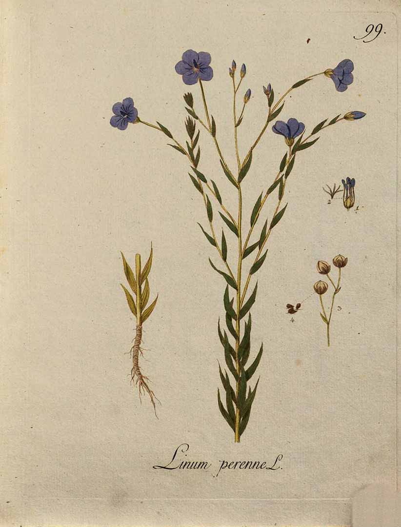 Illustration Linum perenne, Par Kerner, J.S., Abbildungen aller ökonomischen Pflanzen (1786-1798) Abbild. Oekon. Pfl. vol. 1 (1786) t. 99, via plantillustrations 