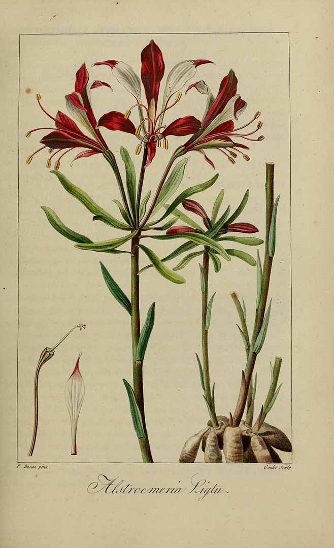 Illustration Alstroemeria ligtu, Par Delaunay, M., Loiseleur-Deslongchamps, J.L.A., Herbier général de l?amateur (1814-1827) Herb. Gén. Amat. vol. 2 (1817), via plantillustrations 