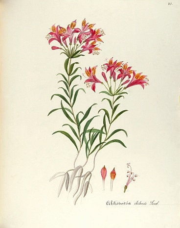 Illustration Alstroemeria ligtu, Par Iconographia Taurinensis (1752-1868) Iconogr. Taurinensis, via plantillustrations 