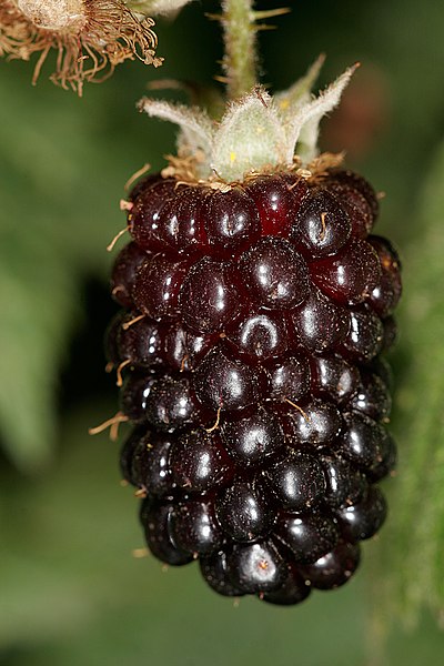 Illustration Rubus loganobaccus, Par Fir0002, via x