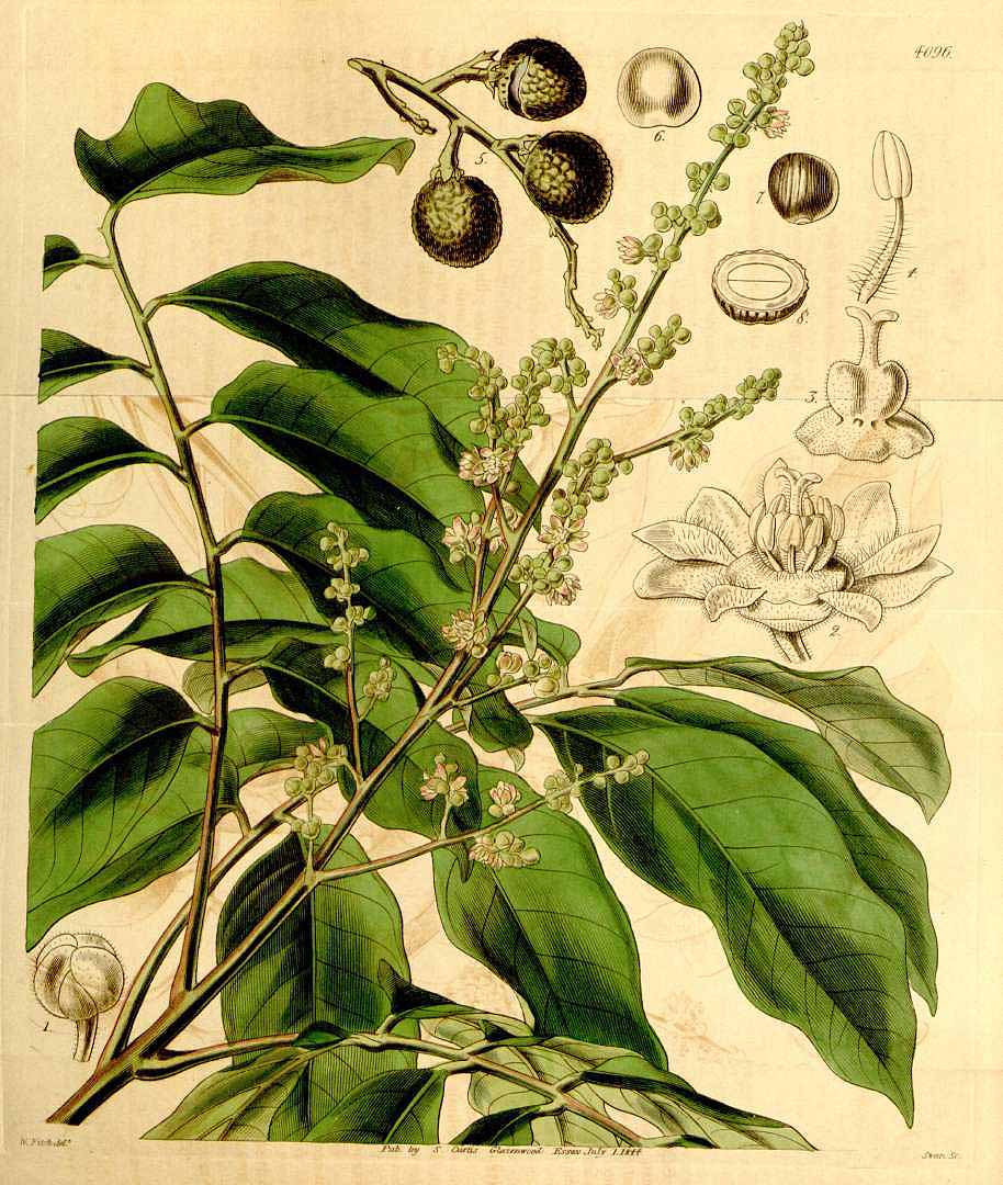 Illustration Dimocarpus longan, Par Curtis´s Botanical Magazine (vol. 70 [ser. 2, vol. 17]: t. 4096, 1844) [W.H. Fitch], via plantillustrations 