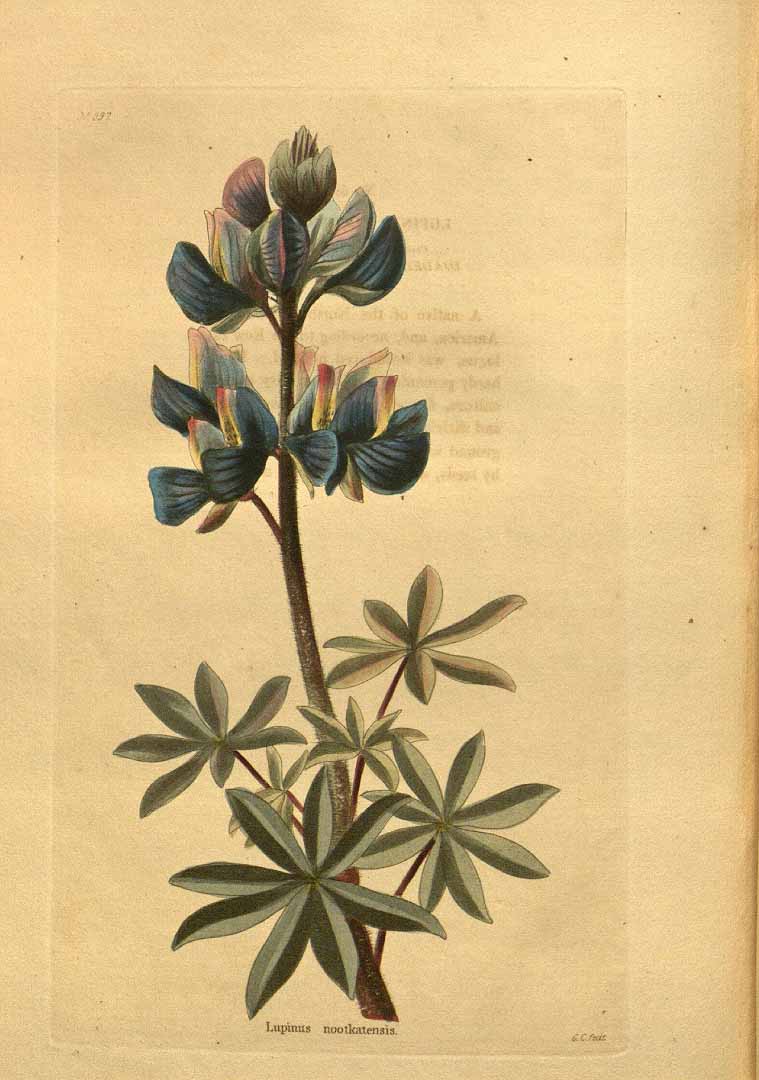 Illustration Lupinus nootkatensis, Par Loddiges, C.L., botanical cabinet [C. Loddiges] (1817-1833) Bot. Cab. vol. 9 (1824) [tt. 801-900] t. 897, via plantillustrations 