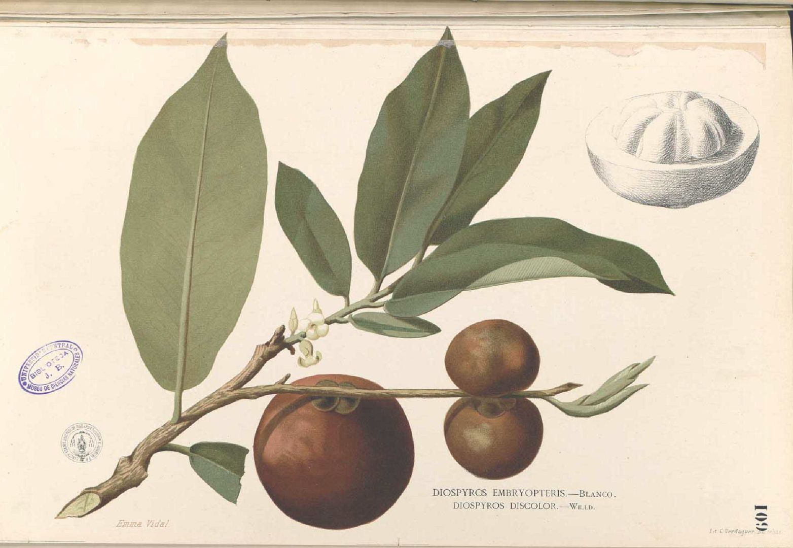Illustration Diospyros blancoi, Par Blanco M. (Flora de Filipinas, t. 109, 1875), via plantillustrations 