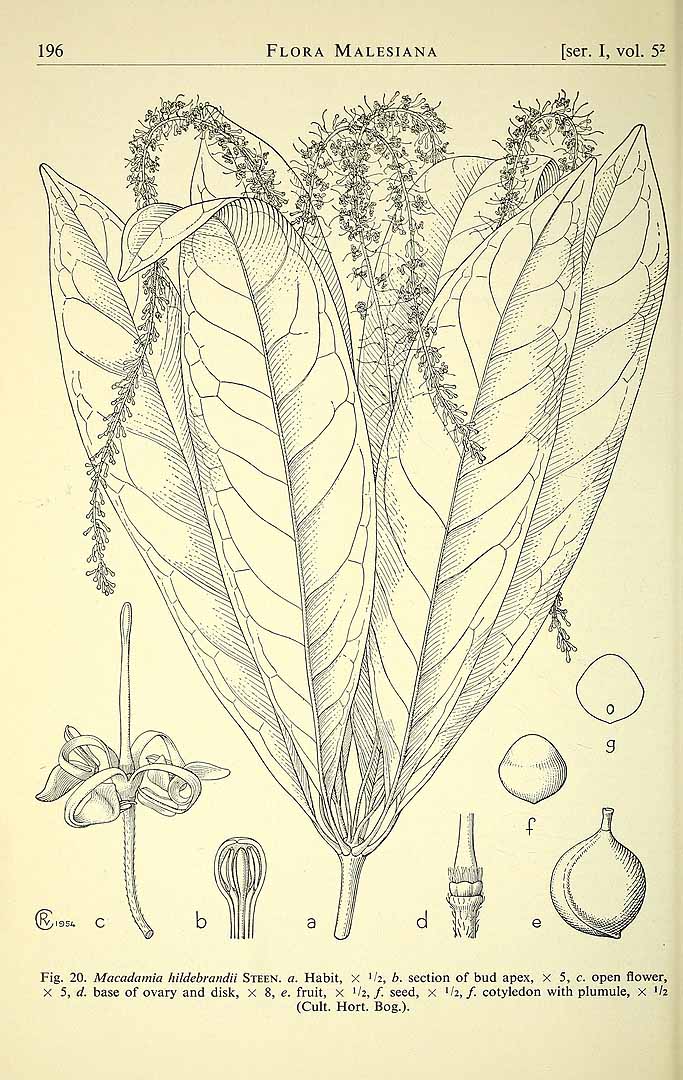 Illustration Macadamia hildebrandii, Par Flora Malesiana Fl. Males. vol. 5 (1955-1958) p. 196 f. 20 , via plantillustrations 
