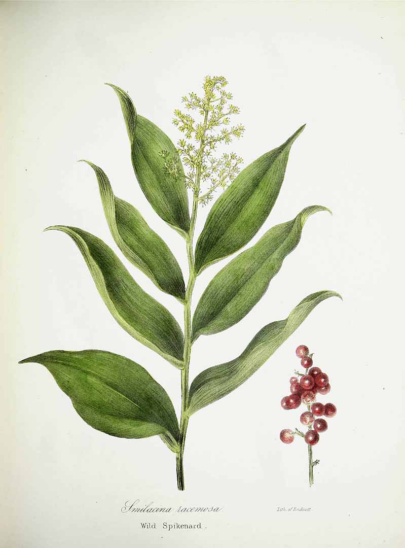 Illustration Maianthemum racemosum, Par Torrey, J., flora of the state of New York (handcoloured) (1843) Fl. New York [coloured version] vol. 2 (1843) t. 130, via plantillustrations 
