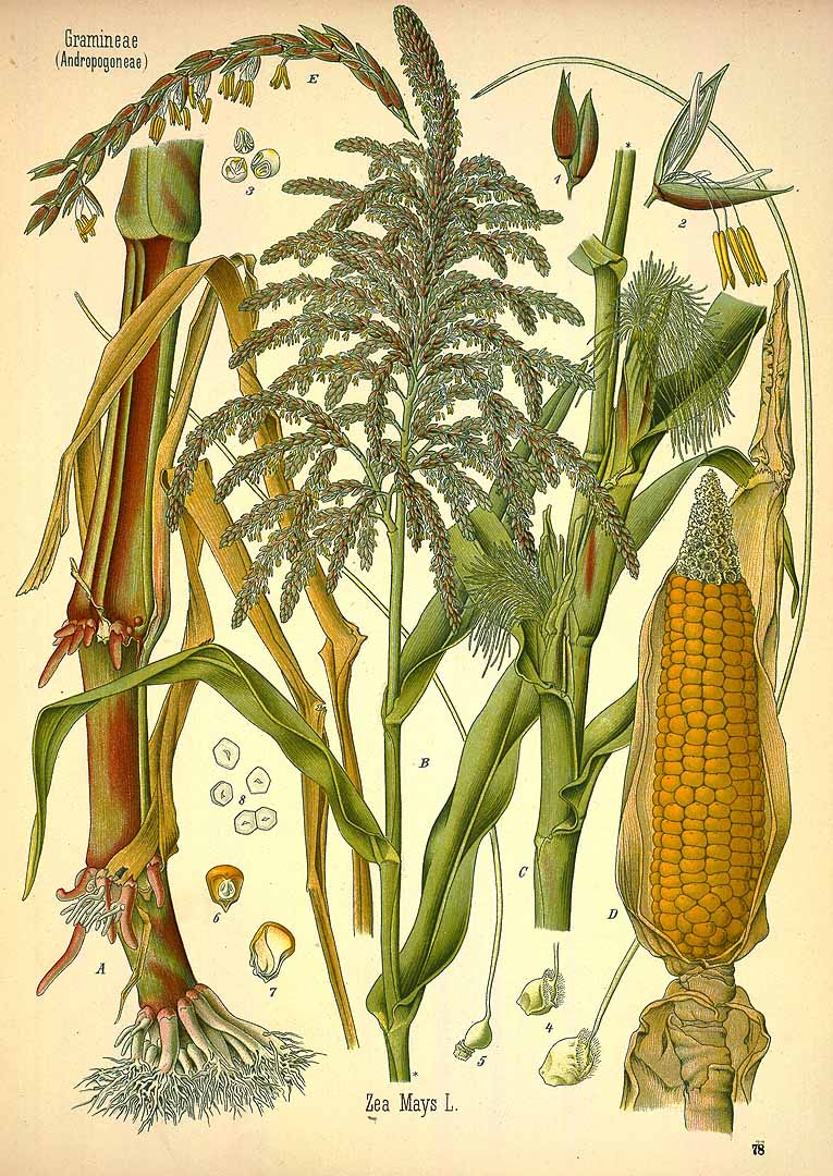 Illustration Zea mays, Par Kohler, F.E., Kohler?s Medizinal Pflanzen (1883-1914) Med.-Pfl., via plantillustrations 