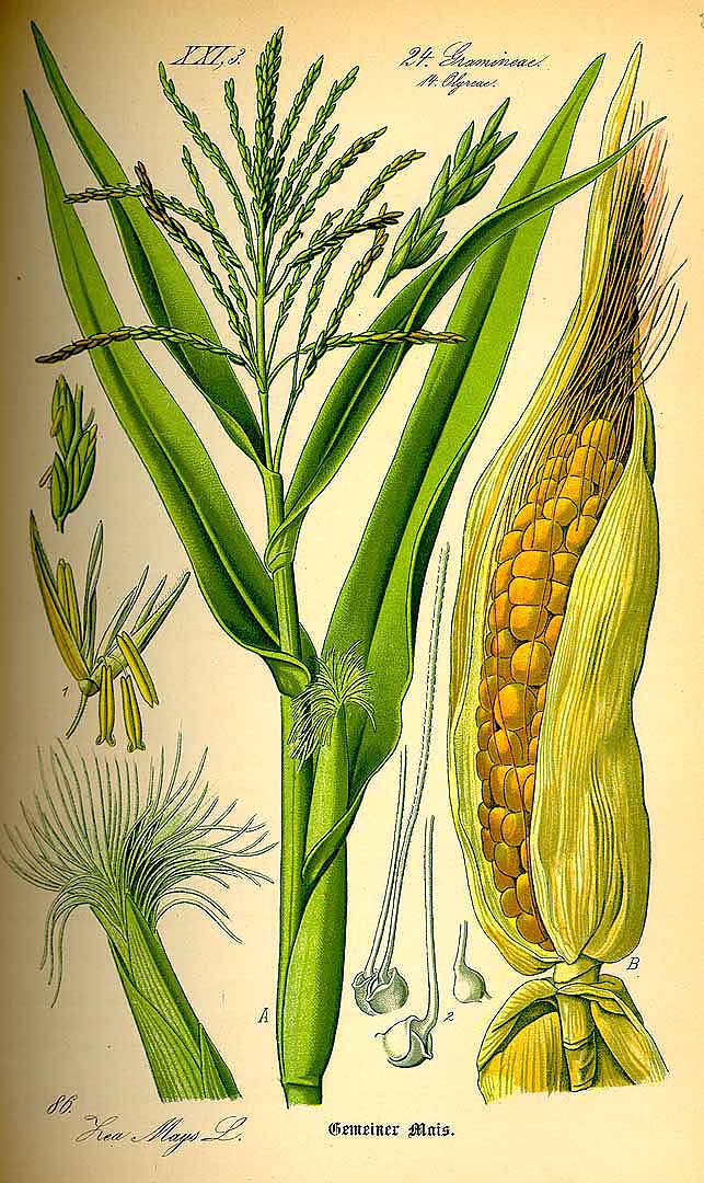 Illustration Zea mays, Par Thomé, O.W., Flora von Deutschland Österreich und der Schweiz (1886-1889) Fl. Deutschl., via plantillustrations 
