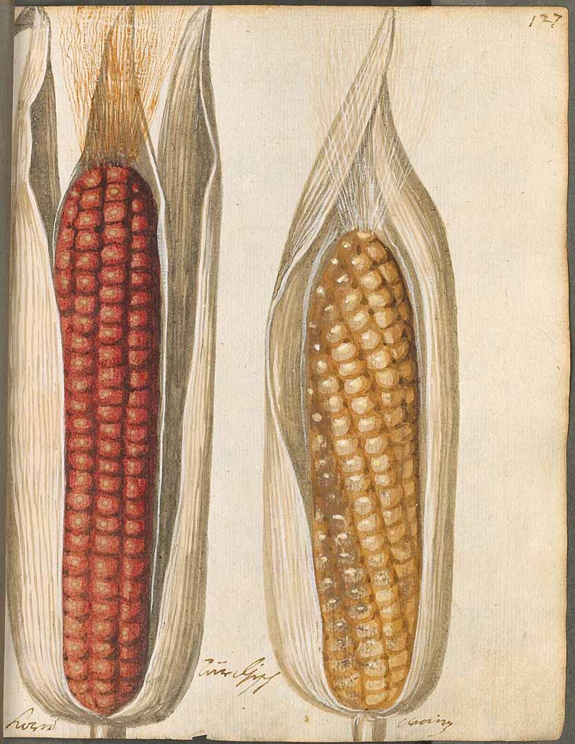 Illustration Zea mays, Par Hortulus Monheimensis (1615), via plantillustrations 