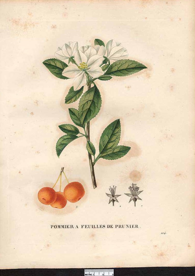 Illustration Malus x prunifolia, Par Jaume Saint-Hilaire, J.H., flore et la pomone françaises (1828-1833) Fl. Pom. Franç. vol. 2 (1829) t. 104, via plantillustrations 