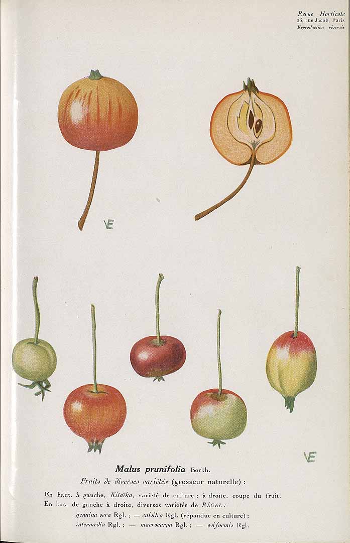 Illustration Malus x prunifolia, Par Revue horticole, sér. 4 (1852-1974) Rev. Hort. (Paris), ser. 4, via plantillustrations 