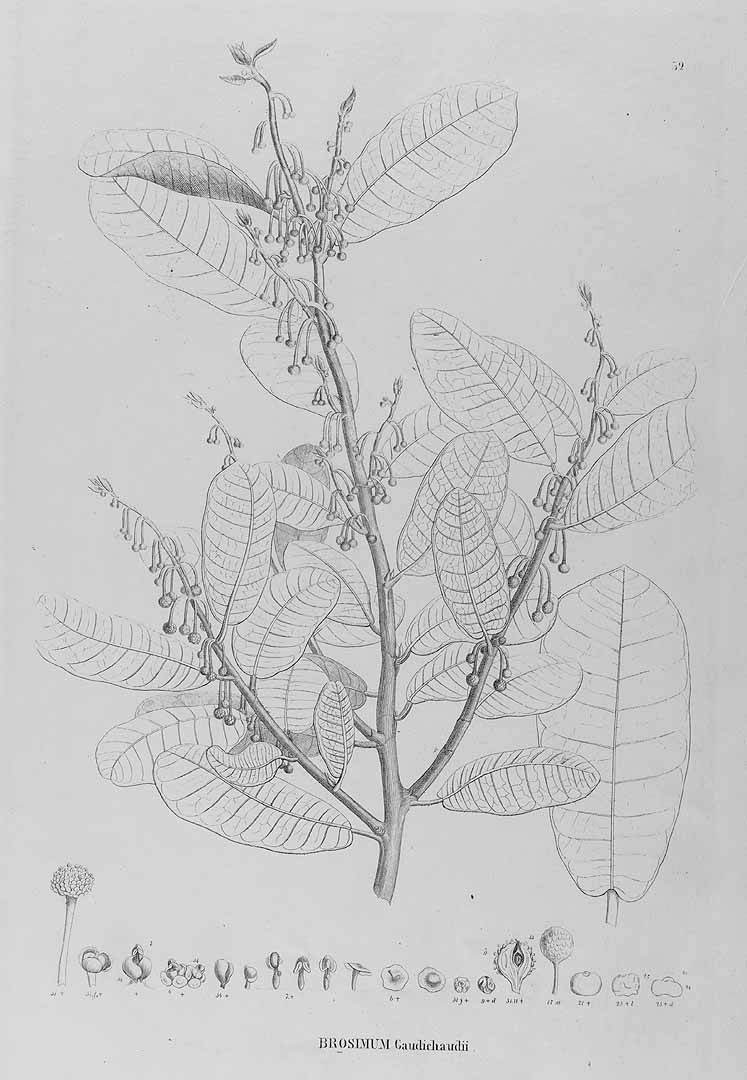 Illustration Brosimum gaudichaudii, Par Flora Brasiliensis, vol. 4(1): Heft 12, Heft 12, t. 32 (1853), via plantillustrations 