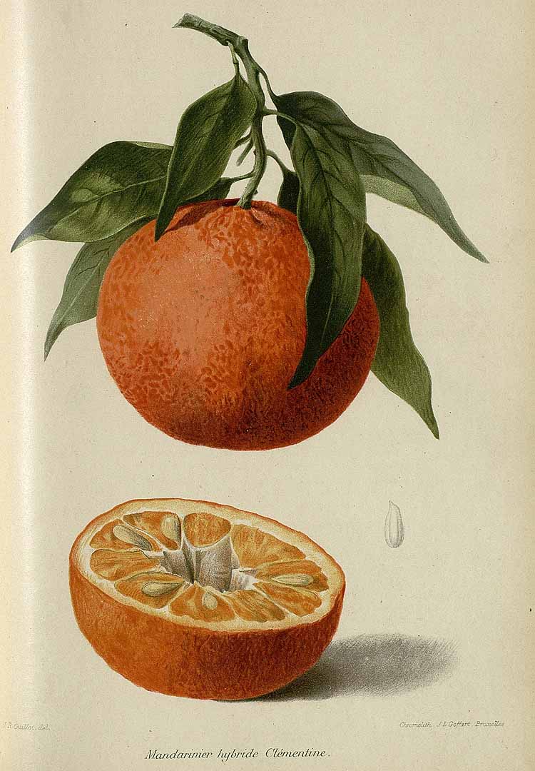Illustration Citrus deliciosa, Par Revue horticole, sér. 4 (1852-1974) Rev. Hort. (Paris), ser. 4, via plantillustrations 