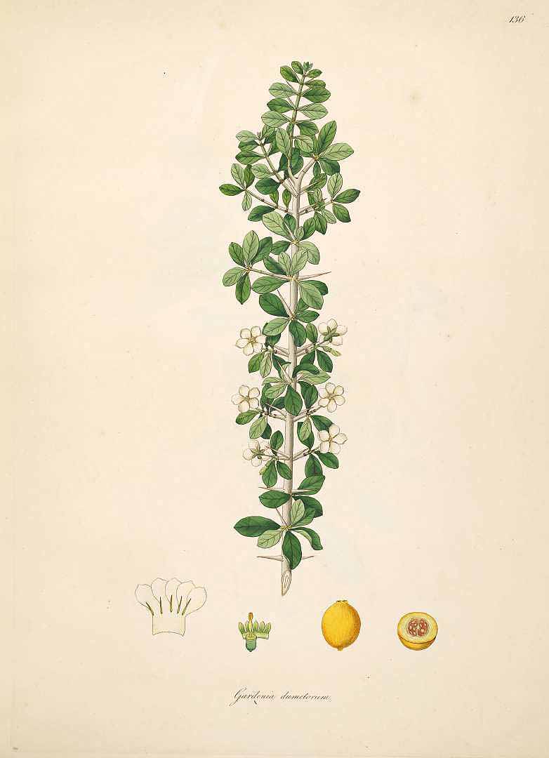 Illustration Catunaregam spinosa, Par Roxburgh W. (Plants of the coast of Coromandel, vol. 2: t. 136, 1798), via plantillustrations 