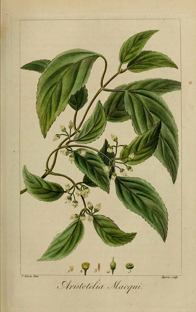 Illustration Aristotelia chilensis, Par Delaunay, M., Loiseleur-Deslongchamps, J.L.A., Herbier général de l?amateur (1814-1827) Herb. Gén. Amat. vol. 6 (1822), via plantillustrations 