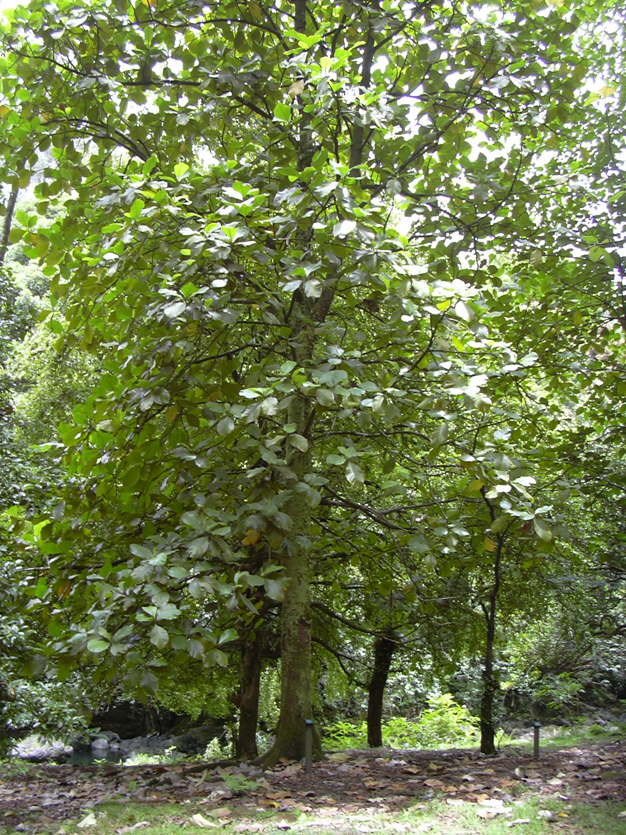 Illustration Artocarpus odoratissimus, Par Forest & Kim Starr, via wikimedia 