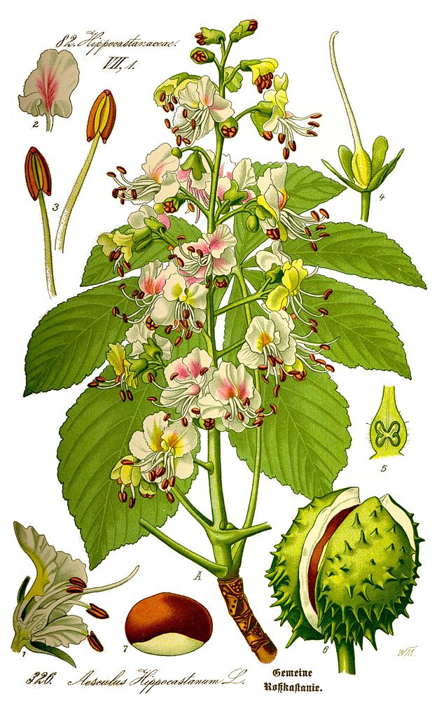 Illustration Aesculus hippocastanum, Par Kilom691, via wikimedia 