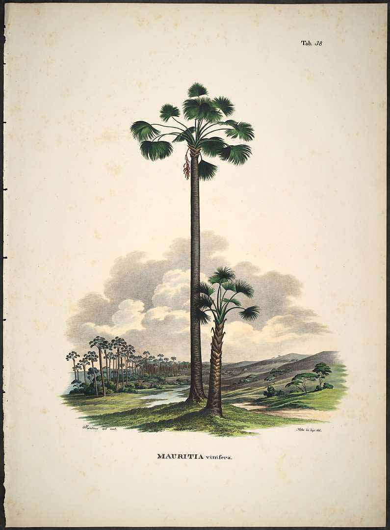 Illustration Mauritia flexuosa, Par Martius, C.F.P. von, Historia Naturalis Palmarum (1823-1853) Hist. Nat. Palm. vol. 2 (1839) t. 38, via plantillustrations 