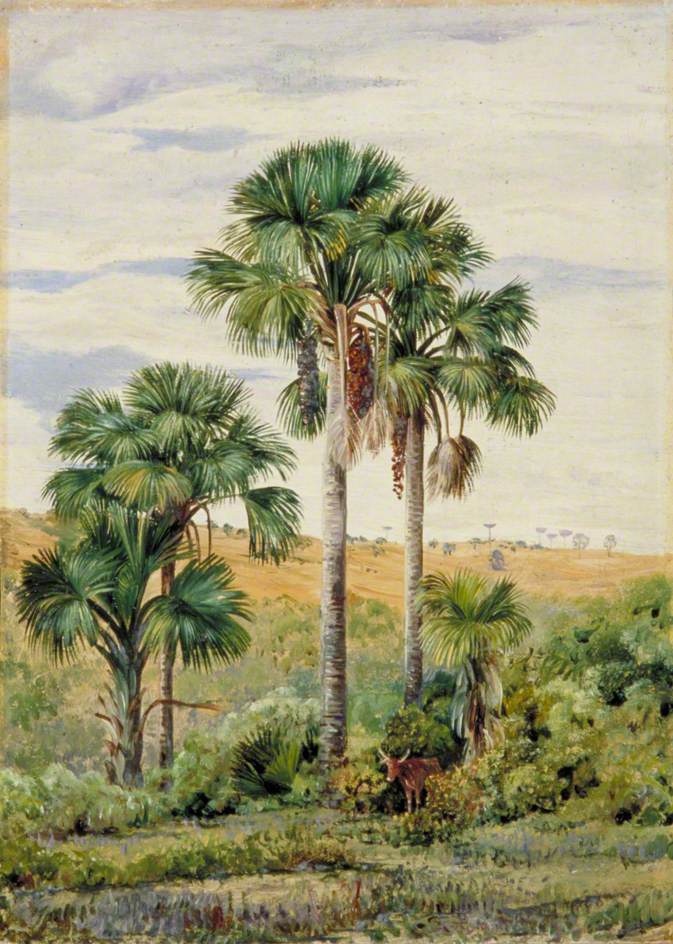 Illustration Mauritia flexuosa, Par North, M., Paintings Paintings M. North t. 105, via plantillustrations 
