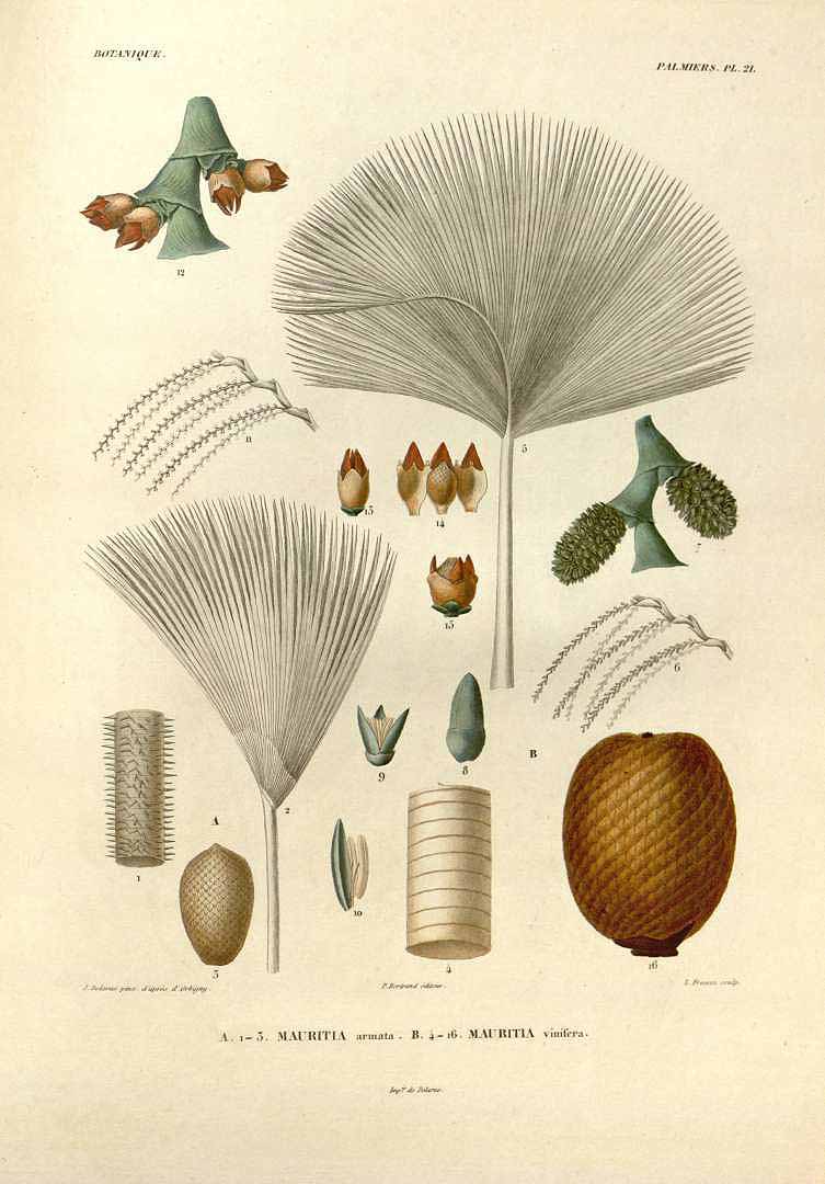 Illustration Mauritia flexuosa, Par Orbigny, A.D. d?, Voyage dans l?Amérique Méridionale (1835-1847) Voy. Amer. Mér. vol. 7(3): t. 21, via plantillustrations 