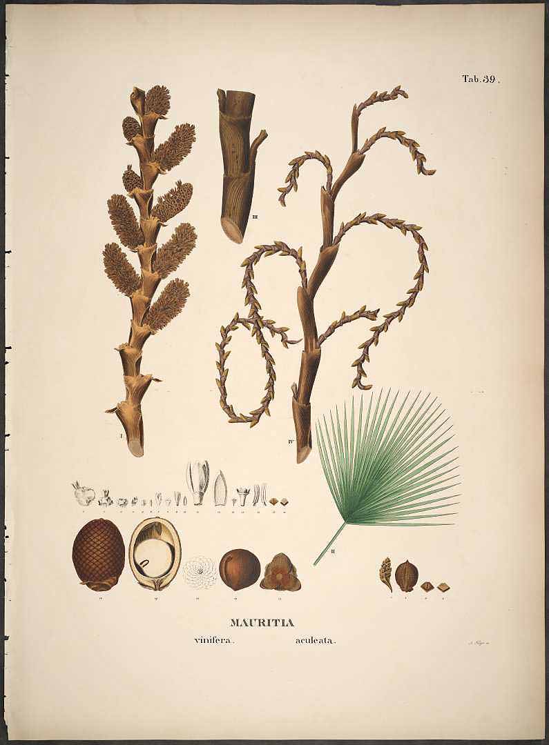Illustration Mauritia flexuosa, Par Martius, C.F.P. von, Historia Naturalis Palmarum (1823-1853) Hist. Nat. Palm. vol. 2 (1839) t. 39, via plantillustrations 