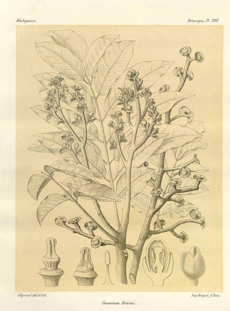 Illustration Canarium madagascariense, Par Grandidier A. (Histoire physique, naturelle et politique de Madagascar, Atlas, vol. 2: t. 228, 1899) [d´Apreval], via plantillustrations 