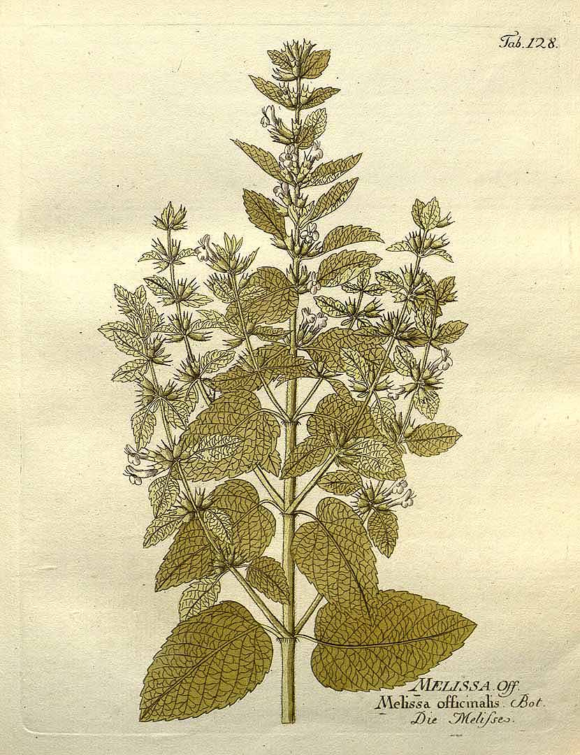 Illustration Melissa officinalis, Par Vietz F.B. (Icones plantarum medico-oeconomico-technologicarum, vol. 2: t. 128 ; 1804), via plantillustrations 