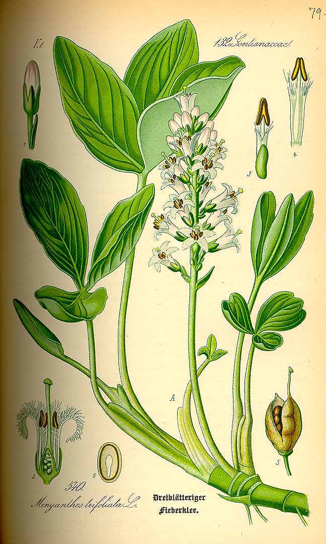 Illustration Menyanthes trifoliata, Par Thomé, O.W., Flora von Deutschland Österreich und der Schweiz (1886-1889) Fl. Deutschl. vol. 4 (1885) t. 540, via plantillustrations 