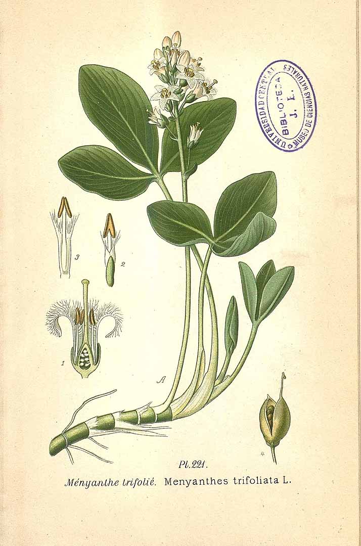 Illustration Menyanthes trifoliata, Par Masclef, A., Atlas des plantes de France (1890-1893) Atlas Pl. France vol. 3 (1893) t. 221, via plantillustrations 