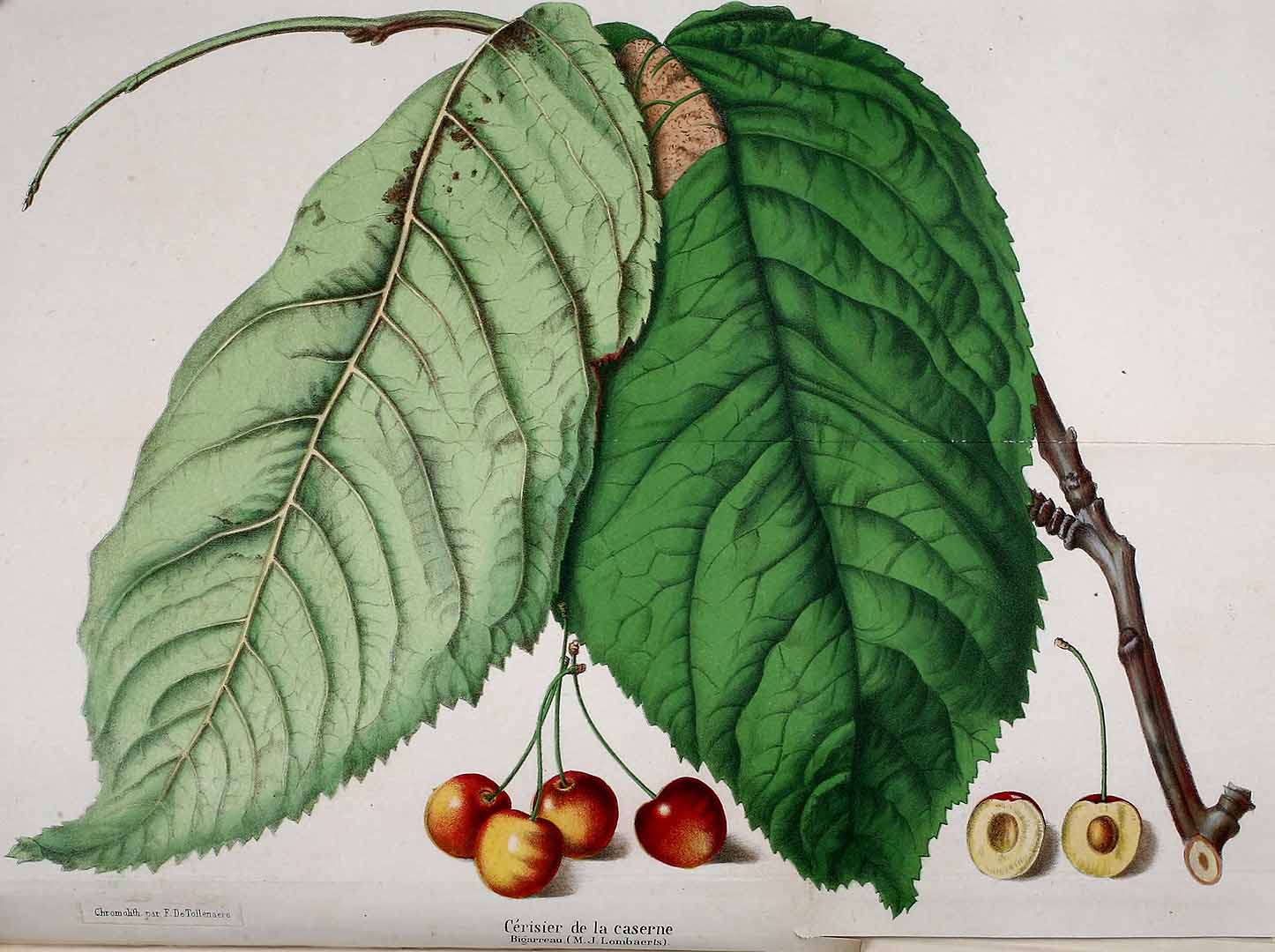 Illustration Prunus avium, Par Belgique horticole, journal des jardins et des vergers (1851-1885) Belgique Hort. vol. 16 (1866), via plantillustrations 