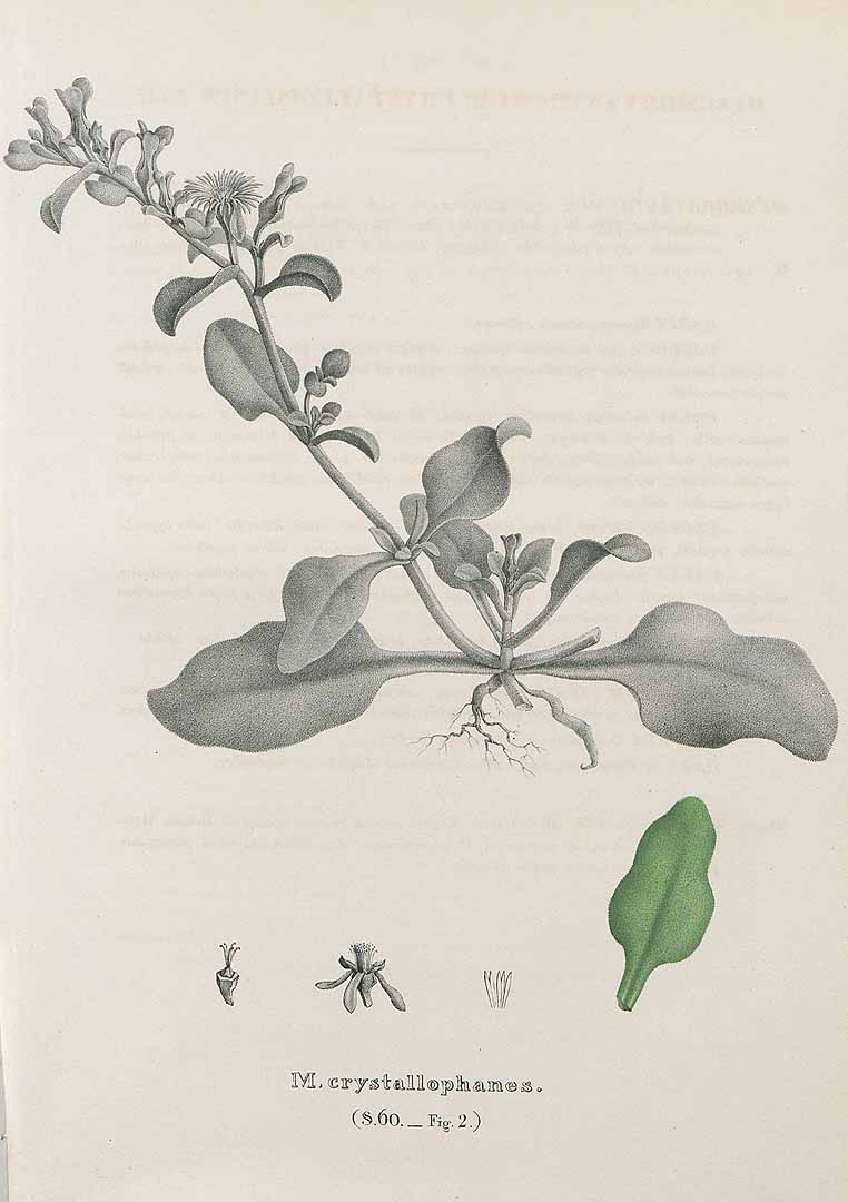 Illustration Mesembryanthemum aitonis, Par Salm-Reifferscheidt-Dyck [Salm-Dyck], J.M.F.A.H.I., Monographia generum Aloes et Mesembryanthemi (1849-1863) Aloes Mesembr. vol. 2 (1849) [Mesembryanthemum] f. 60.2 , via plantillustrations 