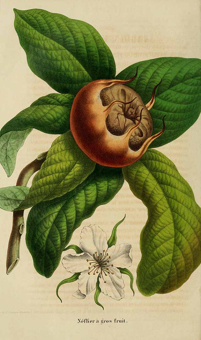 Illustration Mespilus germanica, Par Belgique horticole, journal des jardins et des vergers (1851-1885) Belgique Hort. vol. 6 (1856) t. 63	p. 255 , via plantillustrations 