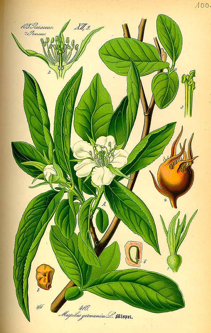Illustration Mespilus germanica, Par Thomé, O.W., Flora von Deutschland Österreich und der Schweiz (1886-1889) Fl. Deutschl. vol. 3 (1885) t. 416, via plantillustrations 