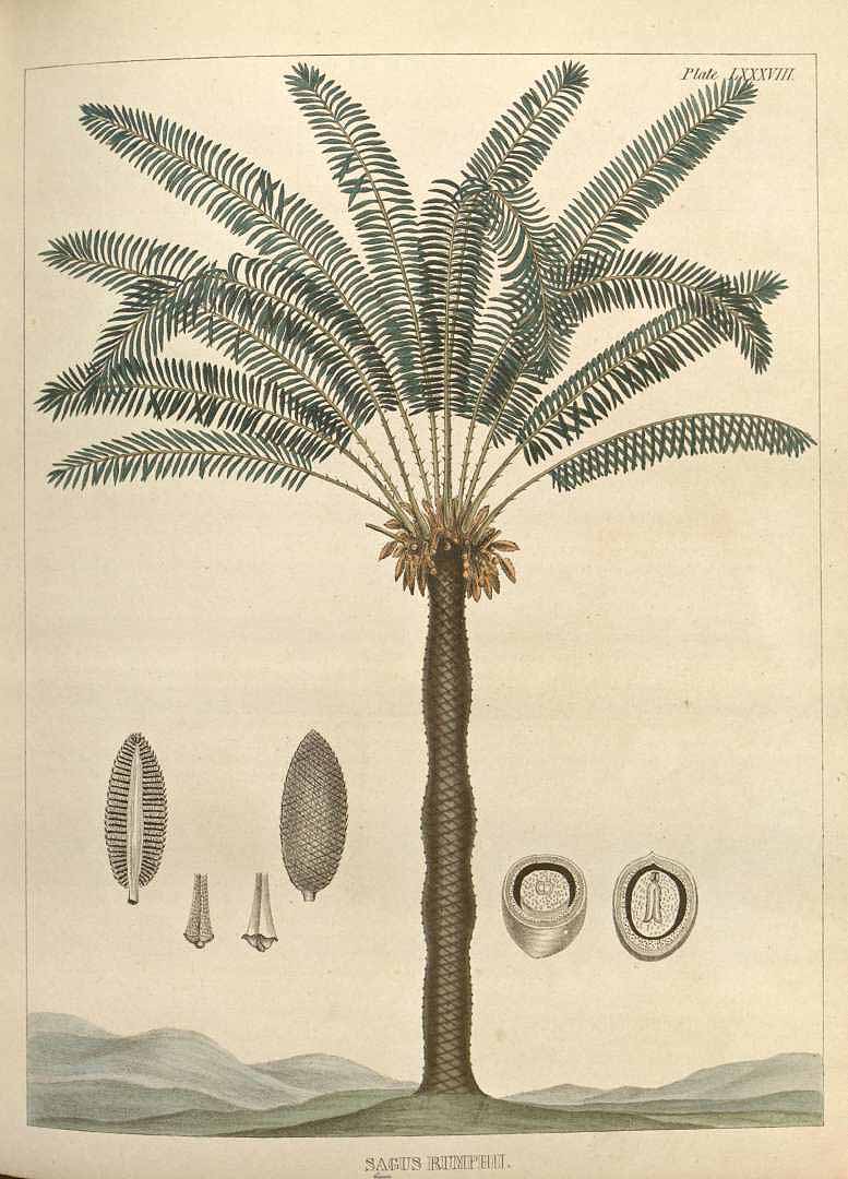Illustration Metroxylon sagu, Par Carson, J., Colen, J.H., Illustrations of medical botany (1847) Ill. Med. Bot. vol. 2 (1847) t. 88, via plantillustrations 