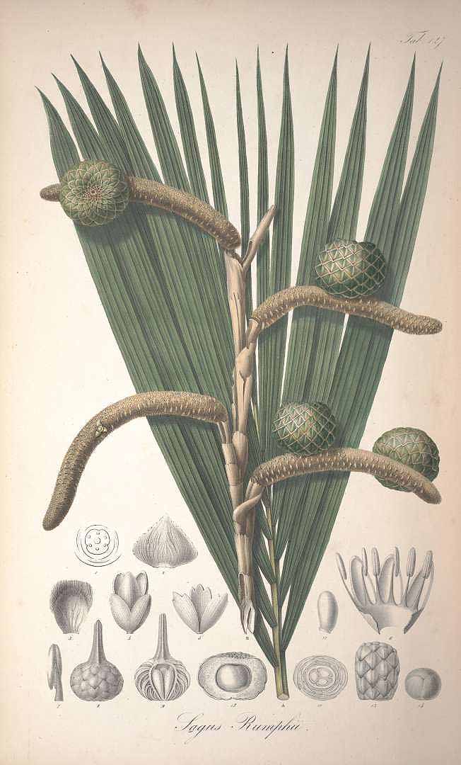 Illustration Metroxylon sagu, Par Blume, C.L., Rumphia (1835-1848) Rumphia vol. 2 (1836) t. 127, via plantillustrations 